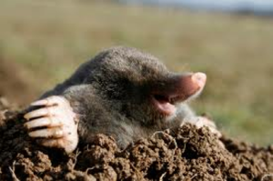 mole emerging