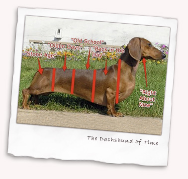 The Dachshund of Time
