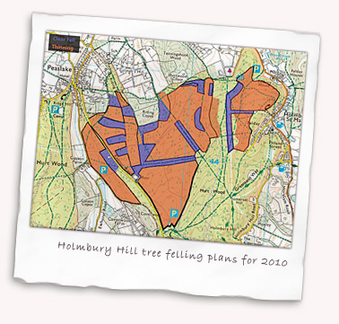 Holmbury Hill tree felling plans for 2010