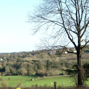Norbury Park looking toward Mickleham