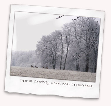 Deer at Cherkley Court near Leatherhead